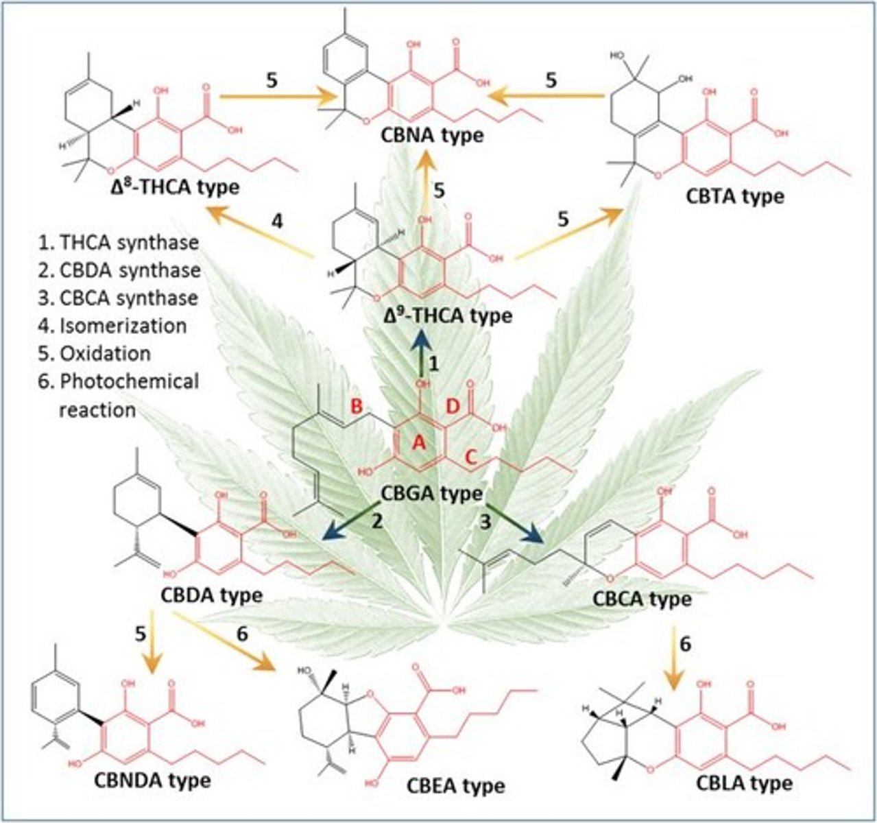 <p>A chemical class of terpenophenolics, with 85+ identified in cannabis.</p>