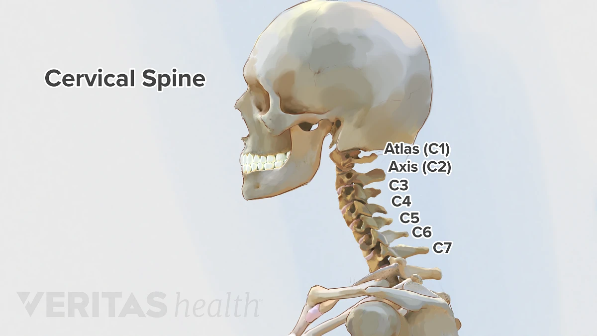 <p>atlas (C1)</p><p>axis (C2)→ contains den</p><p>transverse process/foramen</p><p>7 vertebrae total</p>