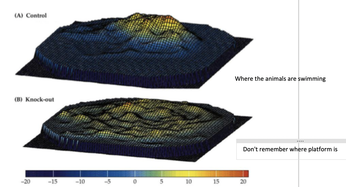 <ul><li><p>gene-splicing used to create strain of knockout mice that lack NMDA receptor in CA1</p></li><li><p>impaired in spatial learning</p></li><li><p>in morris water maze - don’t remember where platform is</p></li><li><p>other forms of learning such as classical conditioning preserved (cf. amnesia)</p></li><li><p>conclusion: LTP in CA1 field is critical for spatial memory</p></li></ul><p></p>