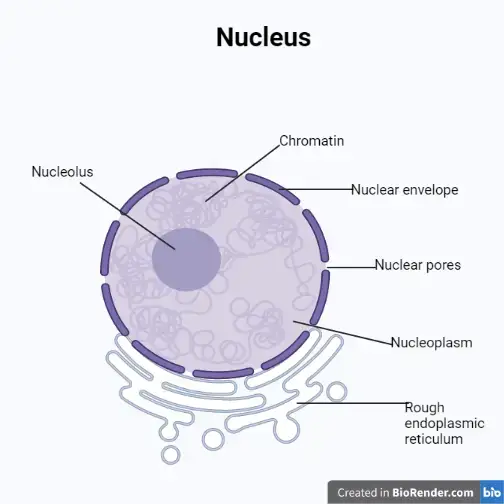 <p>structure of a nucleus</p>