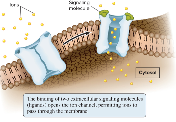 <p>ion channels that let the flow of ions across the membrane</p>