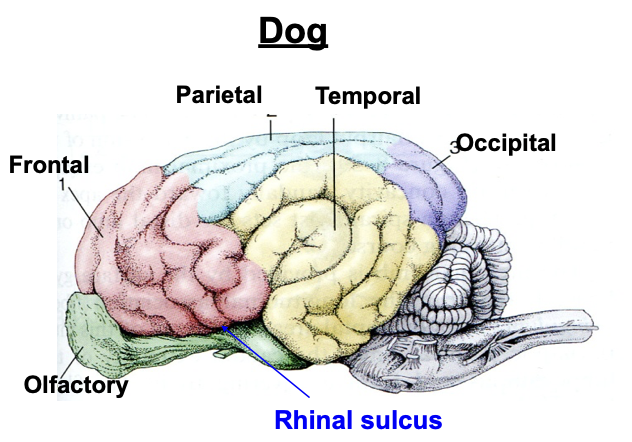 <p><strong>1) Olfactory lobe (bulb)</strong></p><ul><li><p>smell</p></li></ul><p></p><p><strong>2) Frontal lobe</strong></p><ul><li><p>Higher functions:- behaviour, speech, problem solving</p></li><li><p>Voluntary movement / motor functions </p></li></ul><p></p><p><strong>3) Parietal lobe</strong></p><ul><li><p>Involved in perceiving sensory input such as touch, temperature</p></li><li><p>Associated with movement and orientation</p></li></ul><p></p><p><strong>4) Temporal lobe</strong></p><ul><li><p>Processes sound, vestibular sensations, smells (olfaction).</p></li><li><p>Also involved in perception and emotion</p></li></ul><p></p><p><strong>5) The occipital lobe:</strong></p><ul><li><p>Processing visual information</p></li></ul><p></p>