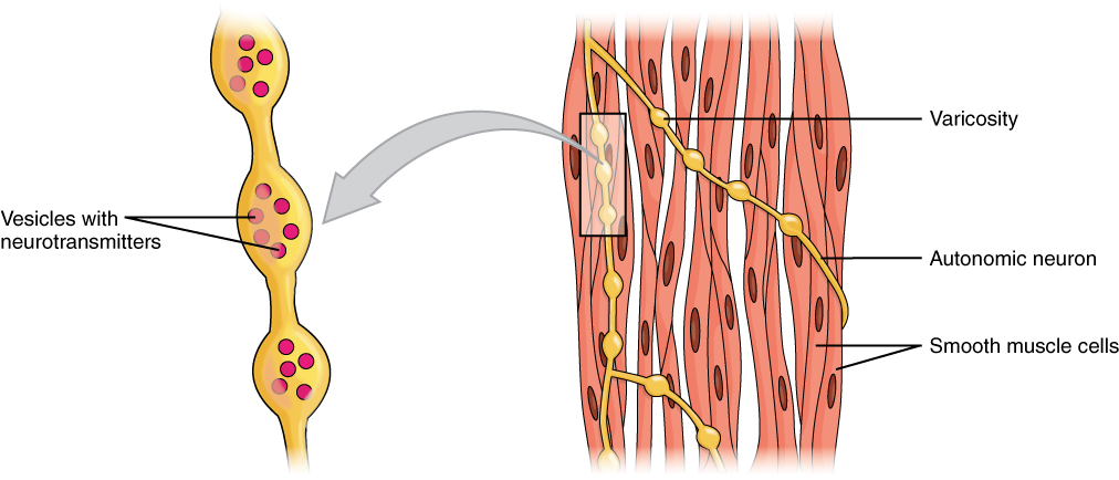 <p>involuntary and non-striated; muscle tissue in which the contractile fibrils are not highly ordered, occurring in the gut and other internal organs and not under voluntary control.</p>