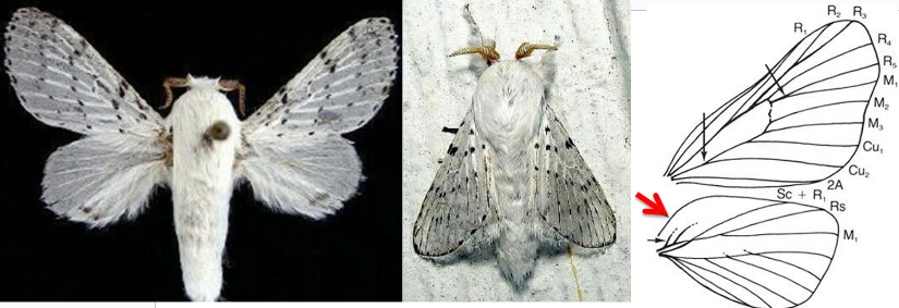 <ul><li><p>Antennae bipectinate in both sexes</p></li><li><p>Proboscis vestigial or absent</p></li><li><p>FW with Cu<sub>2</sub> arises in the basal half of the discal cell</p></li><li><p>Frenulum absent but humeral area of hind wing greatly expanded</p></li><li><p>Stout, hairy bodies, most are brown or grey in color</p></li></ul><p></p>