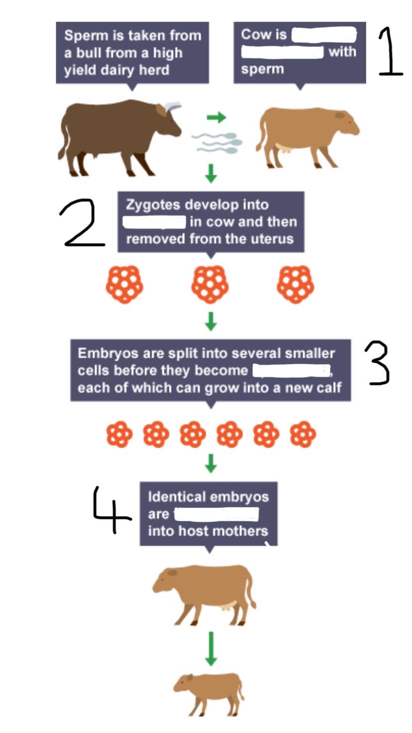 <p>This diagram shows embryo transplants, the most basic form of animal cloning; fill the gaps</p>