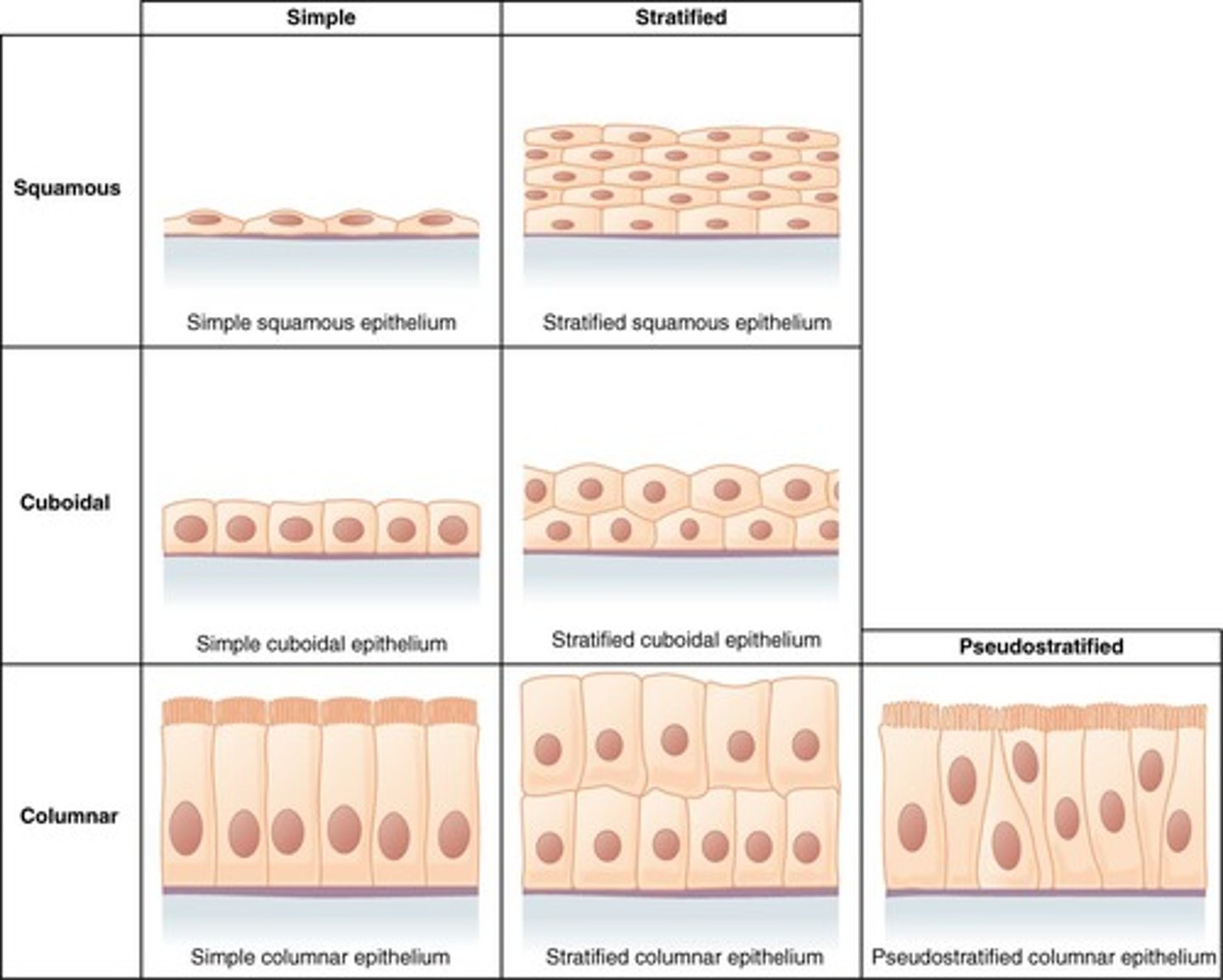 <p>Covers body surfaces and lines cavities.</p>