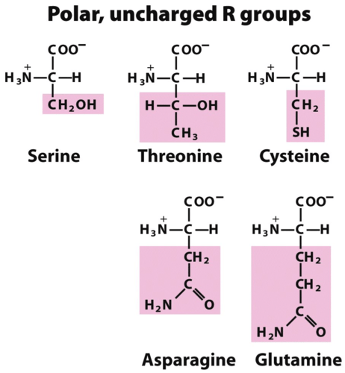 <p>Polar side-chains contain 'C' and 'H' and 'O' and/or 'N'</p><p>- hydrophilic</p>