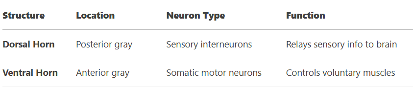 <ul><li><p>dorsal- RECEIVES sensory input (from dorsal root ganglion)</p></li><li><p>ventral- CARRYS motor signals</p></li></ul><p></p>