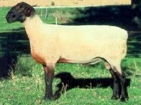 <p>the largest of meat type breeds; black head, ears and legs with no wool on head and legs</p>