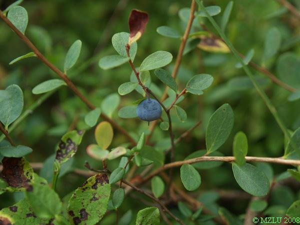 <p><span>borůvka bažinná</span></p>