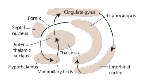 <p>Interconnected forebrain structures that mediate emotional expression and experience </p><p><strong>NOTE: MISSING THE AMYGDALA </strong>—&gt; because in the 1930s the amygdala (a crucial part of the limbic system; associated with fear) was NOT WELL KNOWN</p><p></p>