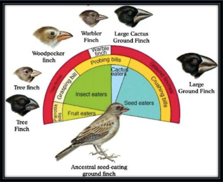 <ol><li><p><u>Reptiles </u>in Mesozoic</p></li><li><p><u>Mammals </u>in Cenozoic</p></li><li><p><u>Darwin's </u>finches</p></li></ol><p></p>