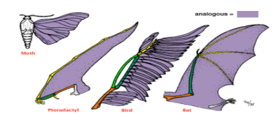 <p><span style="color: yellow;">Structures </span>of <span style="color: yellow;">organisms </span>that <span style="color: yellow;">don't have </span>a <span style="color: yellow;">common evolutionary origin </span>but <span style="color: yellow;">perform similar functions</span> </p>