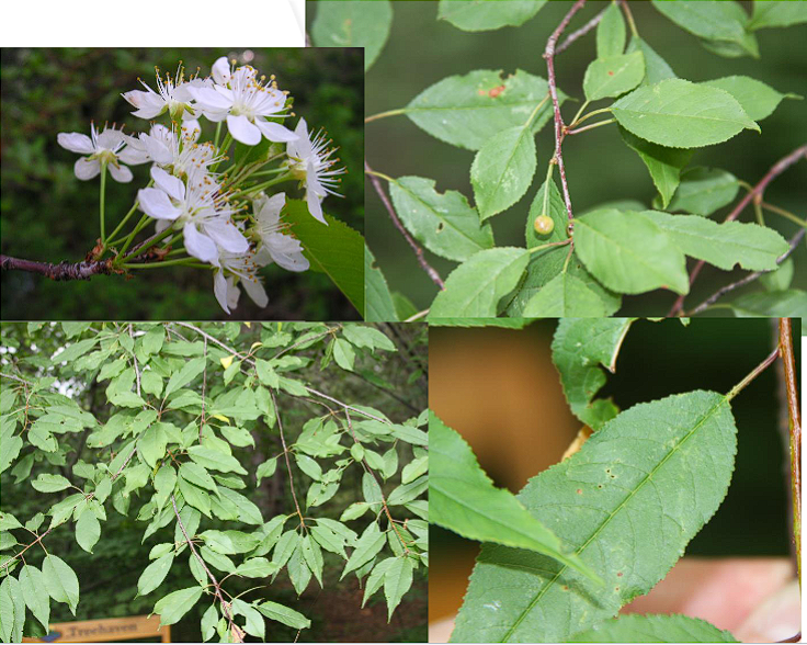 <p>Pin Cherry</p>