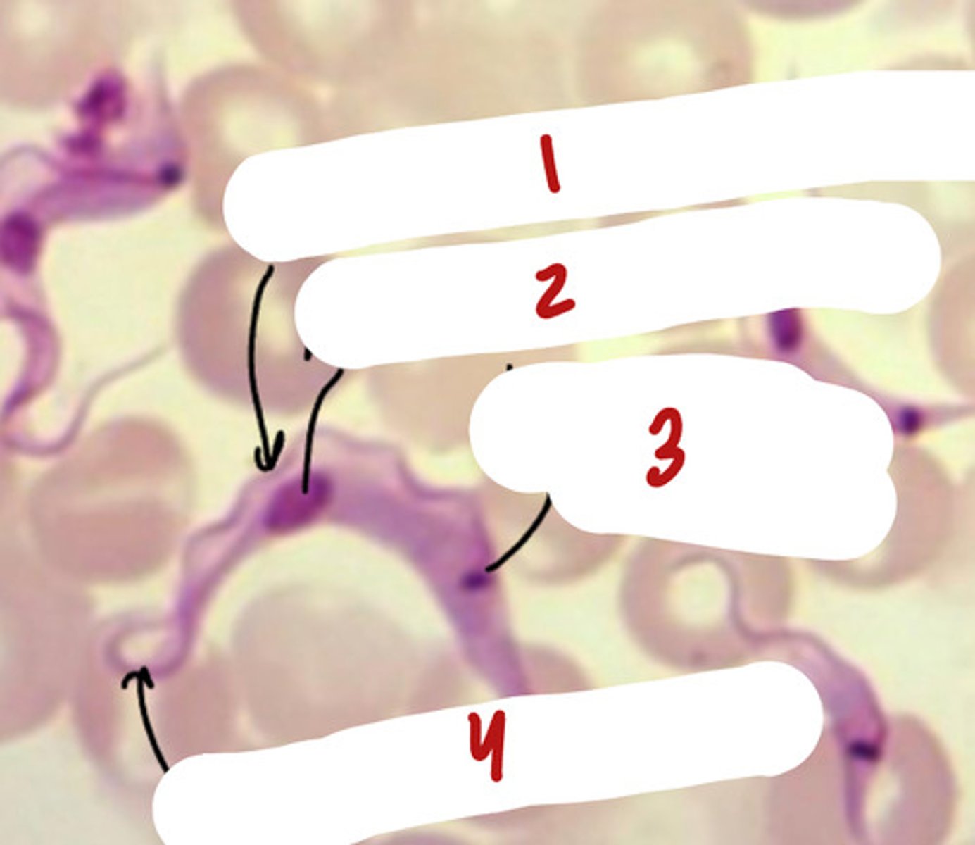 <p>A. Domain, Kingdom, Primary Clade, Secondary Clade</p><p>B. Label the following with their function.</p><p>C. List some characteristics.</p>