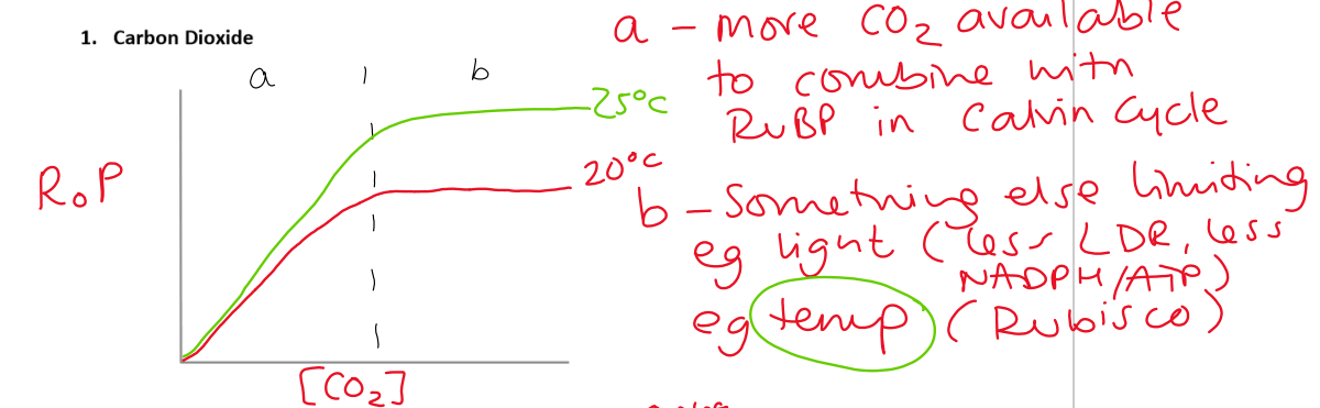 <ul><li><p>Present in atmosphere at 0.04% conc therefore often the limiting factor</p></li><li><p>Growers of greenhouse crops enrich the carbon dioxide conc of the air to 0.1% to provide higher yields</p></li></ul><p></p>
