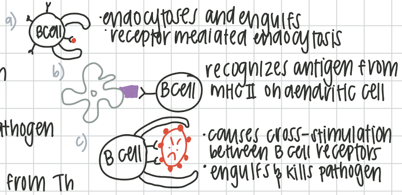 <ol><li><p>Th dependent:</p><p>a. bind to a free floating antigen</p><p>b. APC from dendritic cell</p><p>c. B cell recognizing whole pathogen</p></li><li><p>Th independent:</p><p>requires APC from Th</p></li></ol><p></p>