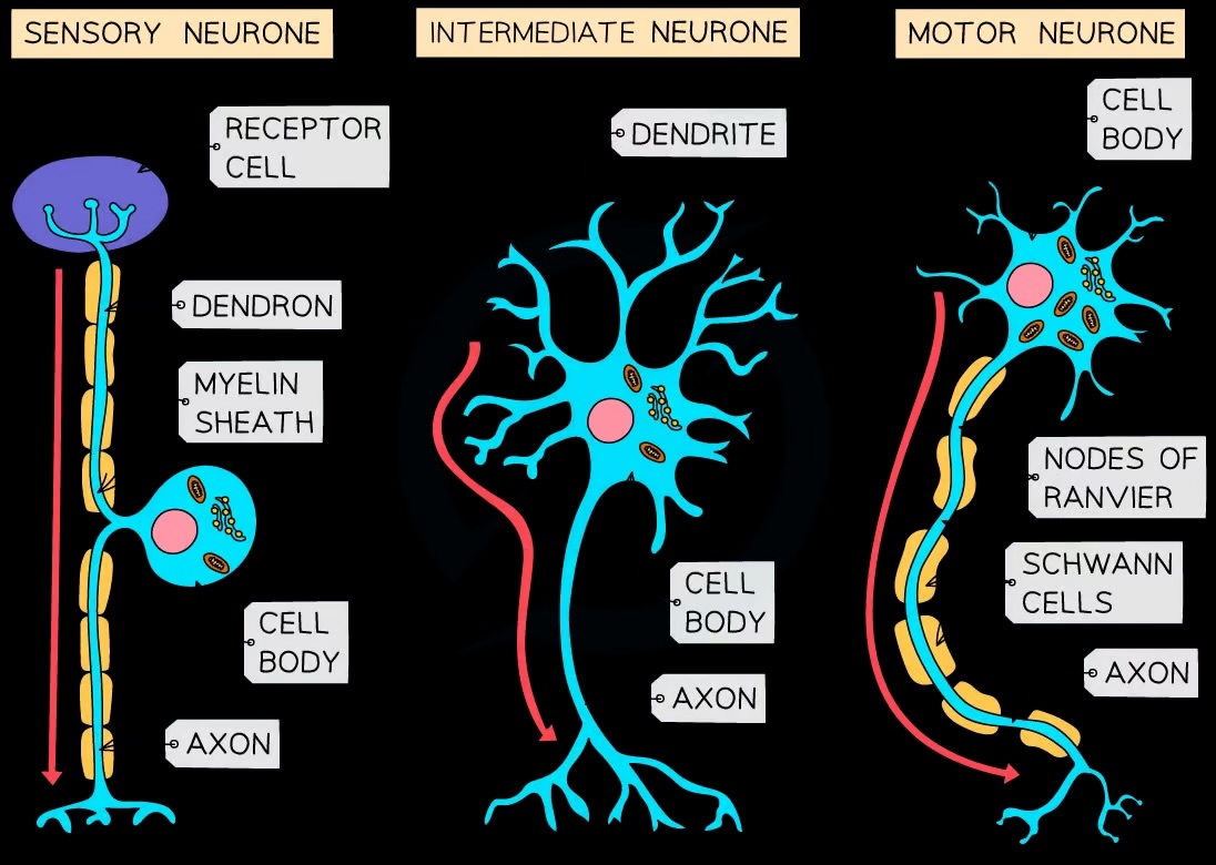 <p>Neurones</p>