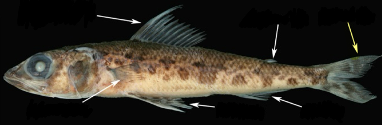 <p>What fin is this and is it paired or unpaired?</p>