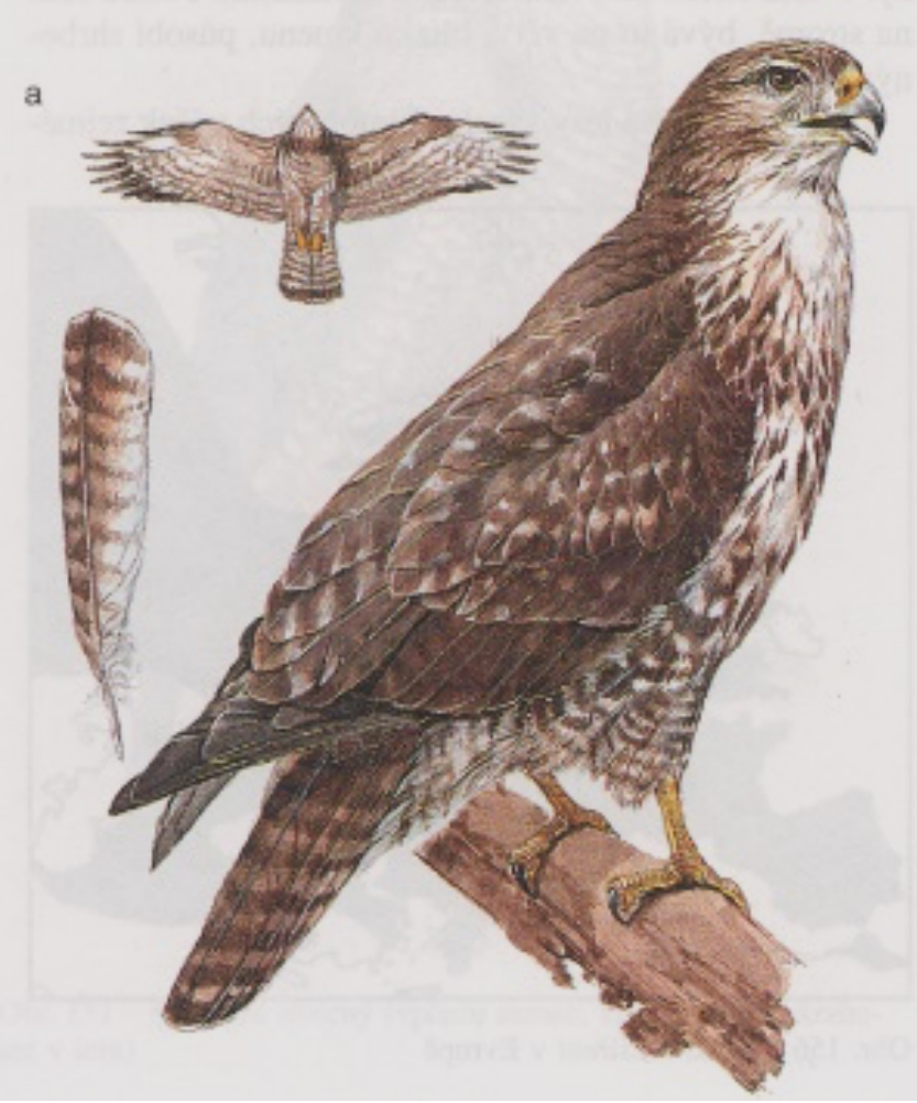 Write the names of the bird, which is on the picture: