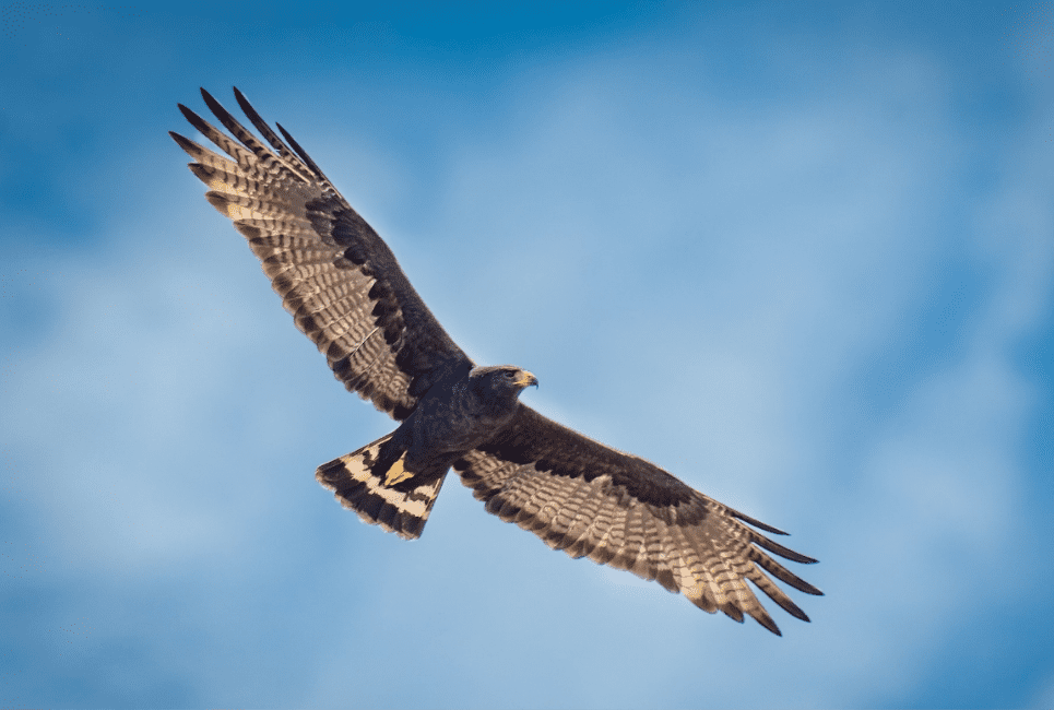<p>Zone-tailed Hawk</p>