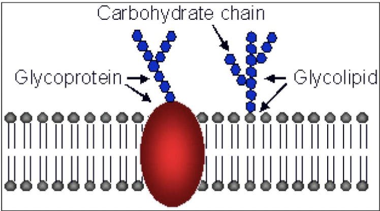 <ul><li><p>only found in layer facing ECF</p></li><li><p>cellular adhesion and recognition</p></li></ul><p></p>
