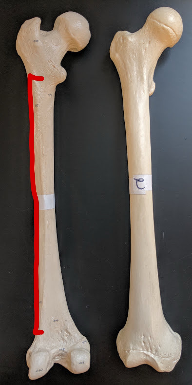 <p>Name this structure</p>