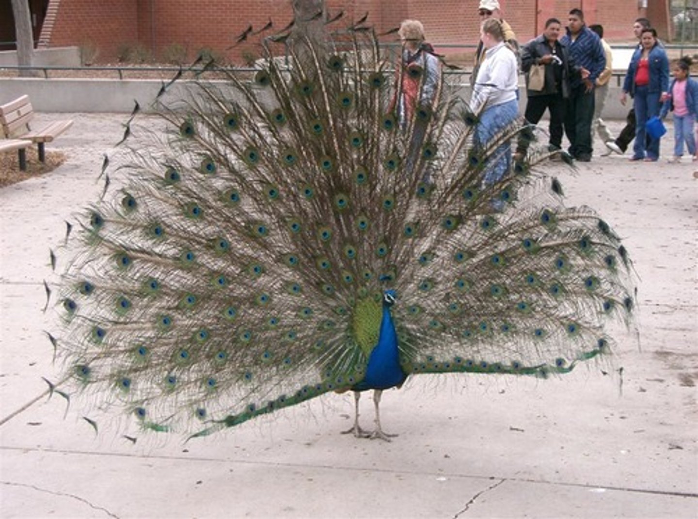 <p>to show something you are proud of to other people, in order to impress them</p>
