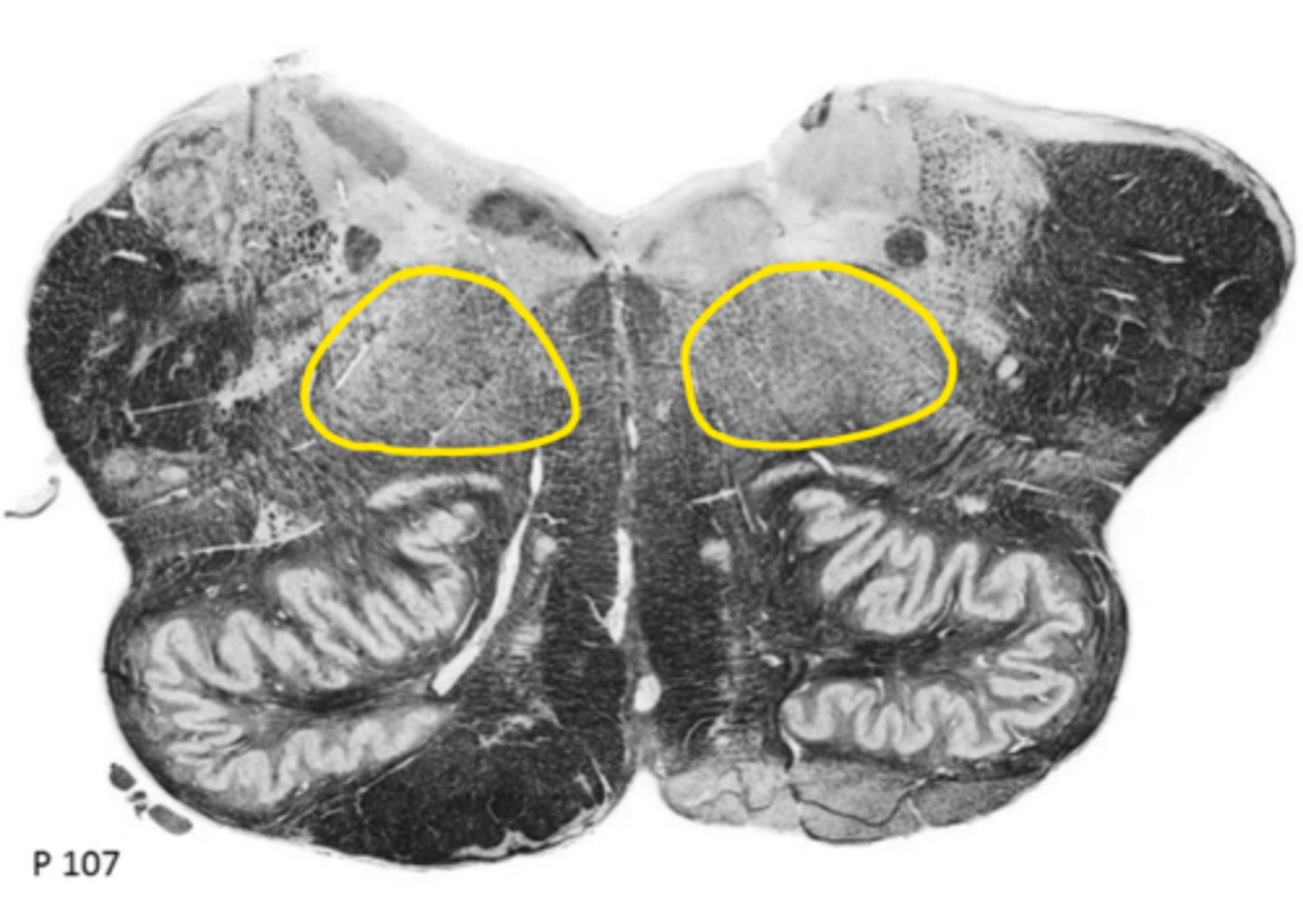 <p>ID the structure</p>