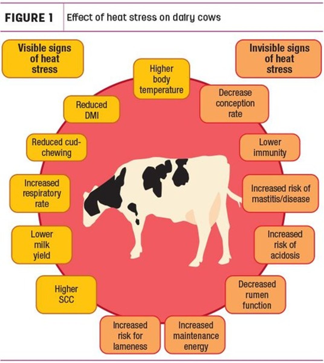 <p>Physiological effects include decreased dominance of selected follicle, decreased oestradiol concentrations, altered progesterone concentrations, decreased oocyte and embryo quality, increased failed embryo implantation, and negative energy balance increases calving-conception interval.</p>