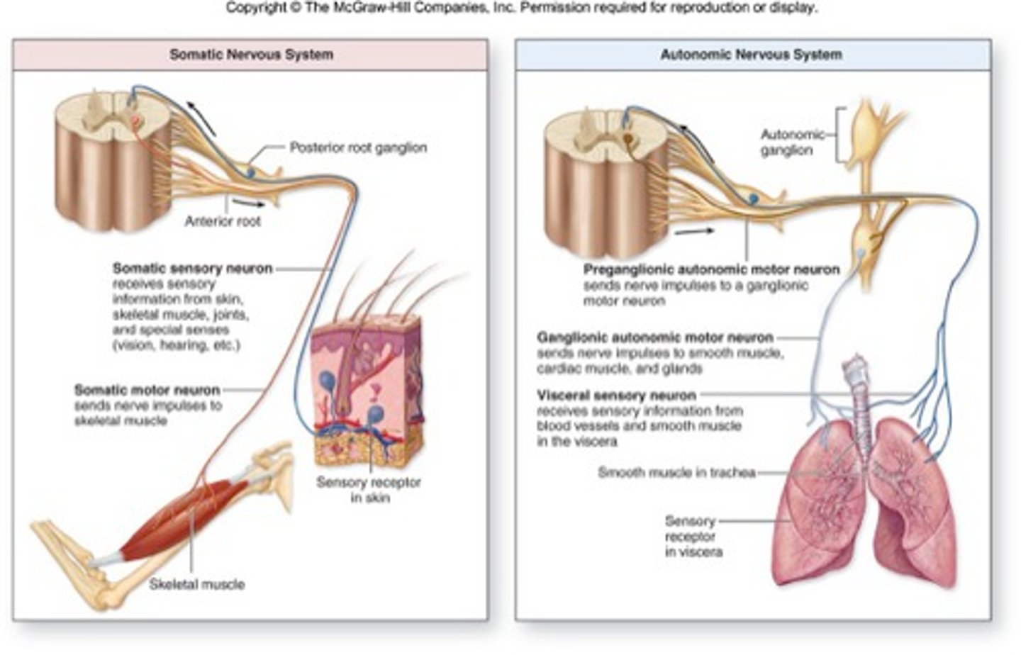 <p>The part of the peripheral nervous system that controls voluntary movement of skeletal muscles</p>