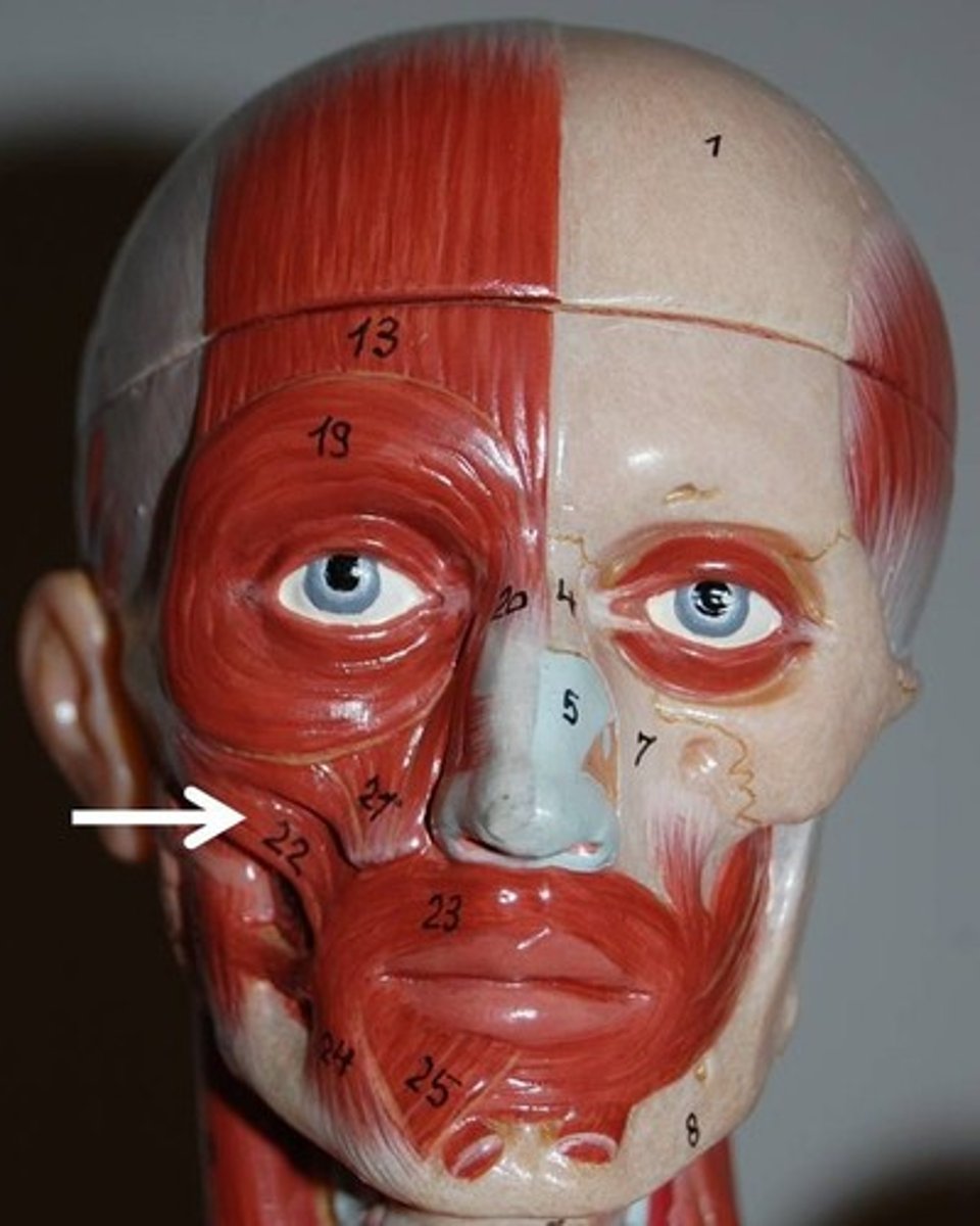 <p>Muscles on both sides of the face that extend from the zygomatic bone to the angle of the mouth.</p><p>action: retracts and elevates the corners of mouth [like when laughing]</p>