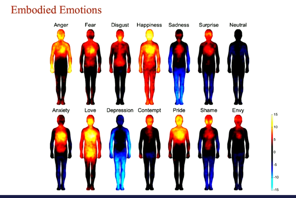 <ul><li><p>shows decreased and increased activity of body parts associated with an emotion</p></li><li><p>each map of body is associated with different emotion</p></li></ul><p></p>