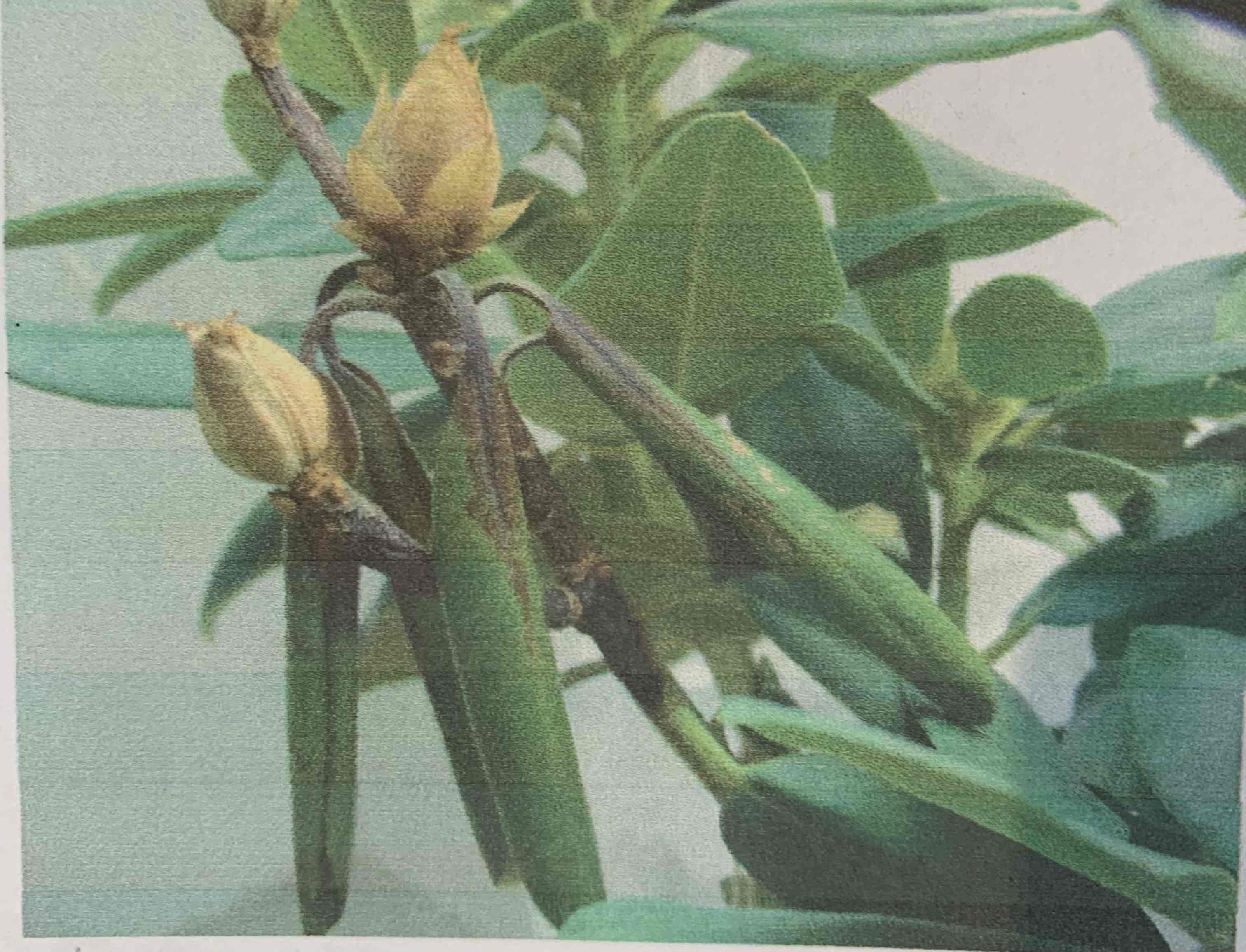 term image
