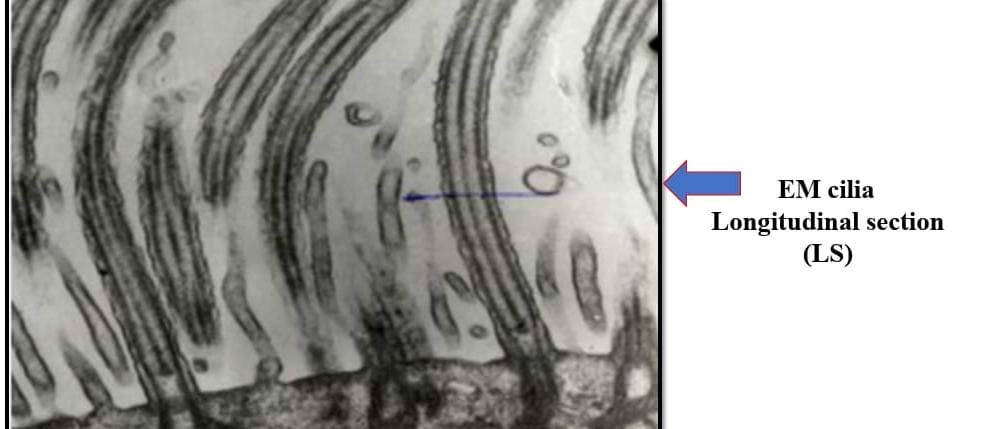 <p>Term 8</p>