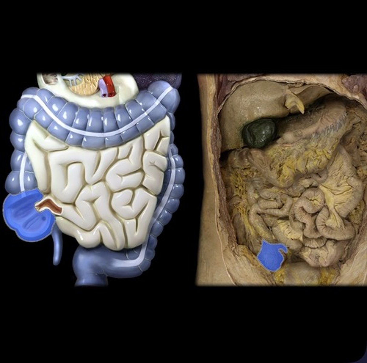 knowt flashcard image