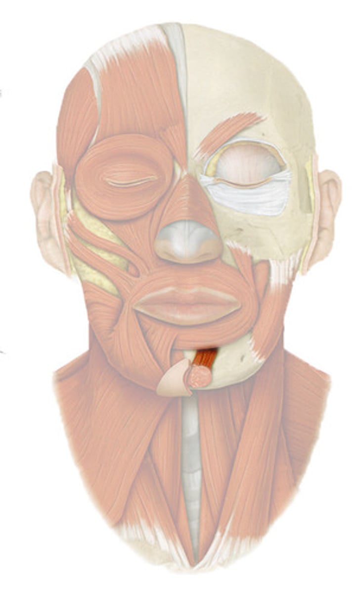<p>Origin: Mandible </p><p>Insertion: Skin of chin </p><p>Action: Protrudes lower lip</p>