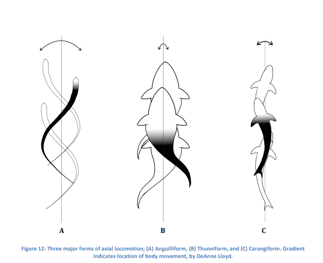 <p>(A) Anguilliform, (B) Thunniform, and (C) Carangiform.</p>