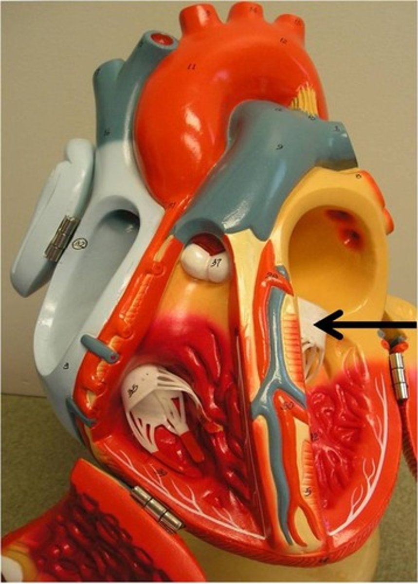 <p>atrioventricular valve on the left side of the heart; between the left atrium &amp; left ventricle</p>