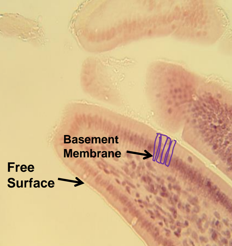 <p>what tissue is depicted in the image</p>