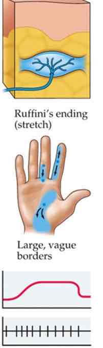 <ul><li><p>Deeper, in hypodermis</p></li><li><p>Stronger pressure</p></li><li><p>Stretch info</p></li><li><p>Slow adapting</p></li><li><p>Large receptive fields</p></li></ul>