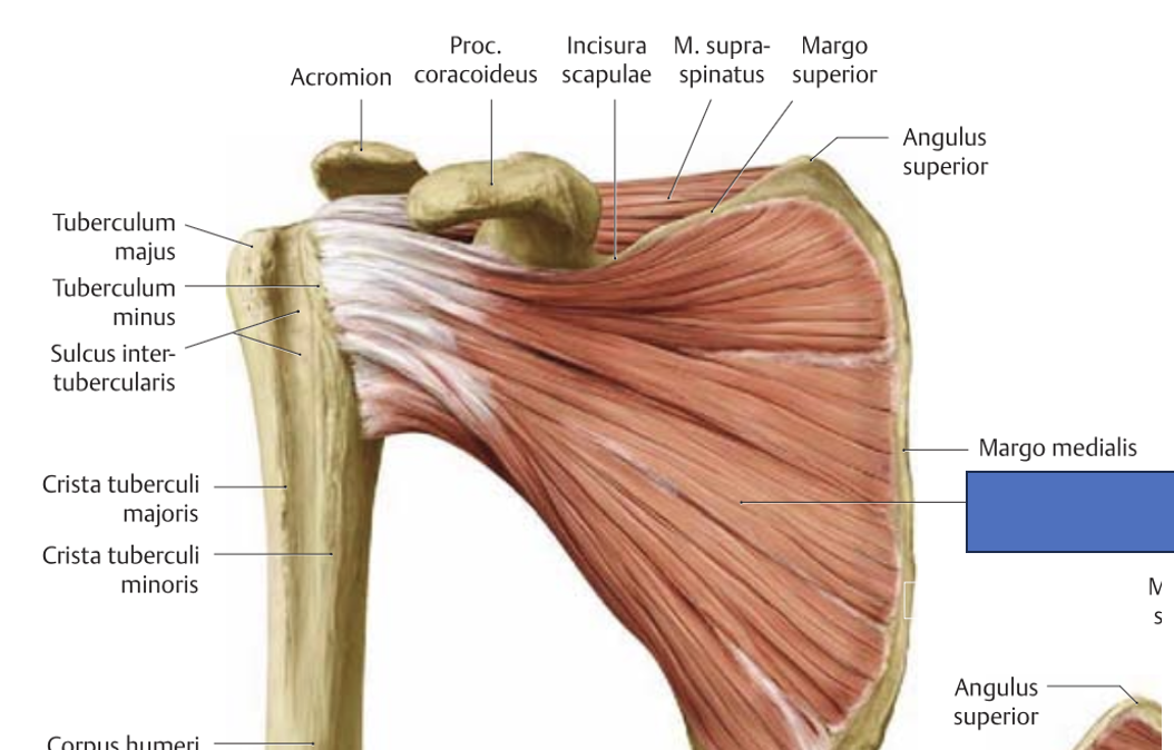 <p>m. subscapularis → õlavarre retroflektsioon, aduktsioon ja siserotatsioon (õlavars taha, lähendab, pöörab sisse), stabiliseerib liigest</p>