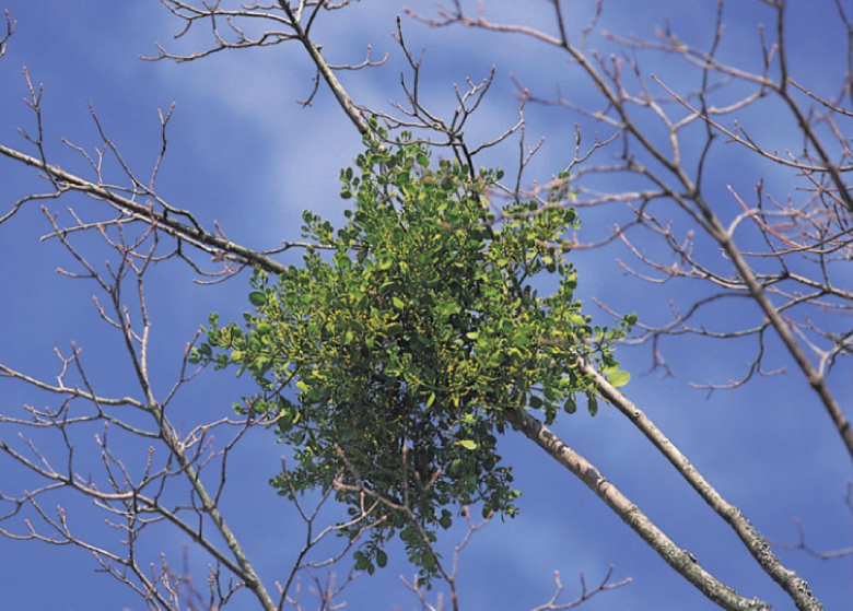 <p>Parasitic plants (non-mutualistic) </p>