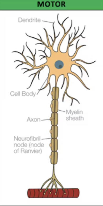 <p>cells in the PNS that send messages from the brain and the spinal cord to the muscles and glands. these usually have long axons and short dendrites. they help to produce a movement or a response</p>