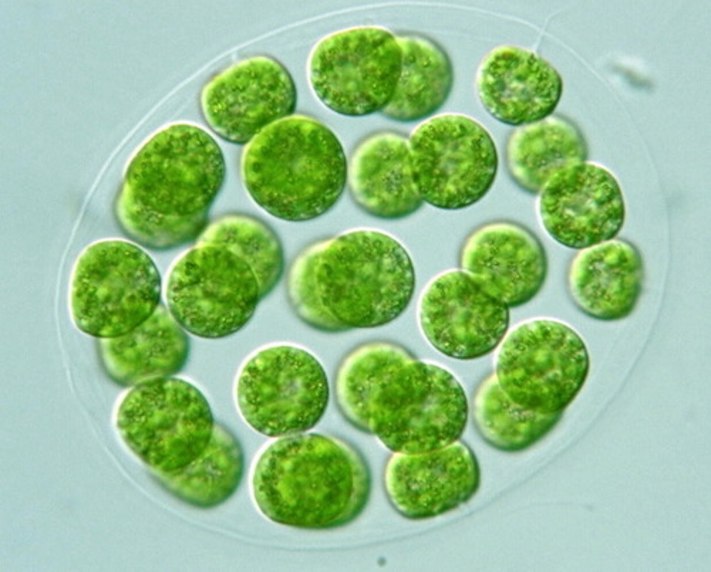 <p>-unicellular</p><p>-colony size of 32,64, or 128</p><p>-directional movement</p>