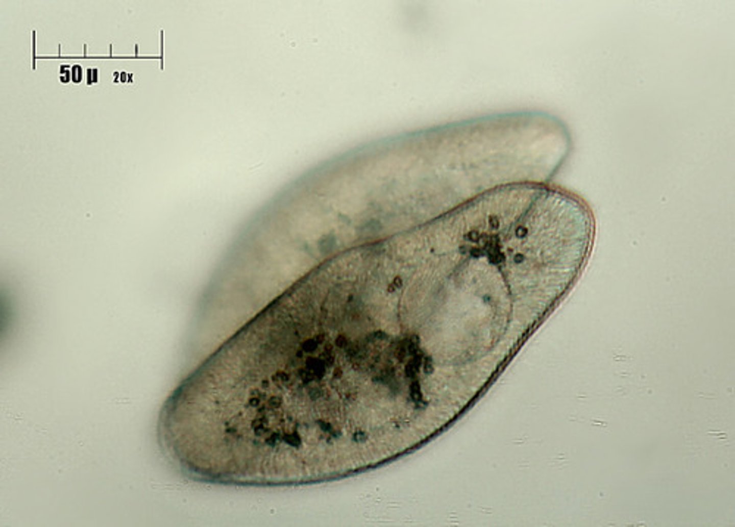 <p>living, microscopic, single-celled, eukaryotic, animal-like organisms</p>