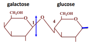 <p>réducteur</p><p>galactose+glucose</p><p><strong><span style="color: blue">lactase = </span><span style="color: blue">β-</span><span style="color: blue">D-galactosidase</span></strong></p><p><strong><span style="color: blue">     → intolérance au lactose</span></strong></p><p>galactosémie = congénitale du nourisson : ne dégrade pas le galactose</p>