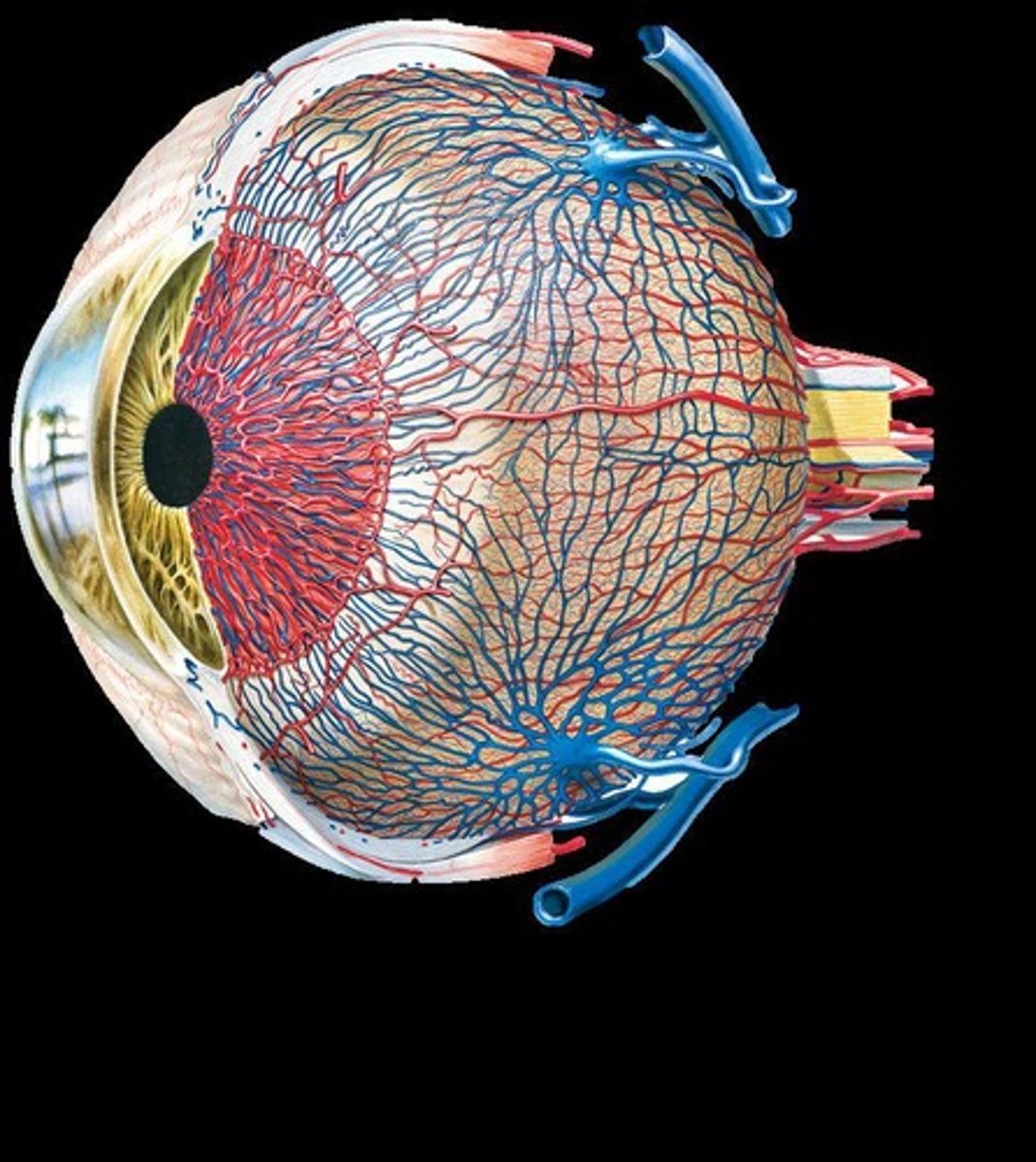 <p>The visible, colored part of the eye that lies between the cornea and lens.</p>