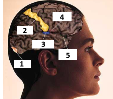 <p>Senses: 1, 2, 3, 4, 5</p>