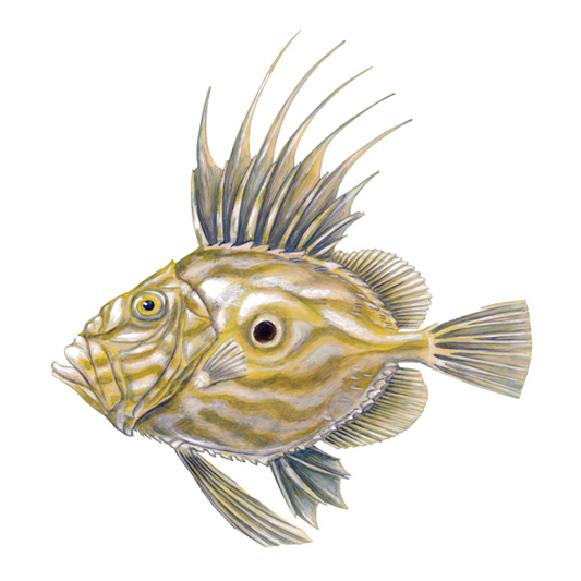 <p>John Dory</p>